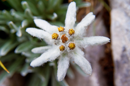 White beauty Edelweiss flower in nature of high mountainの写真素材