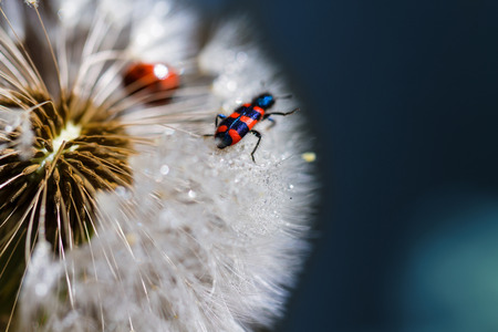 Red bug walking on the dandelion macro close up の写真素材