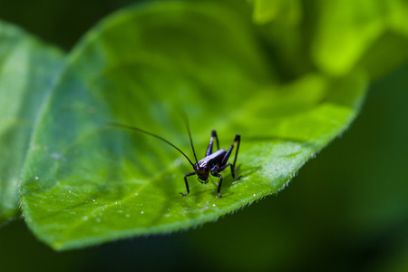 A close up of small black cricket on leaf  の写真素材