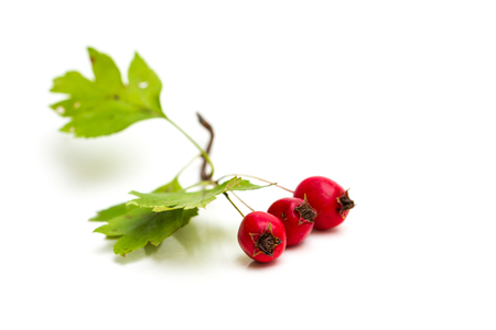 Twig of Hawthorn berries isolated on white backgroundの写真素材