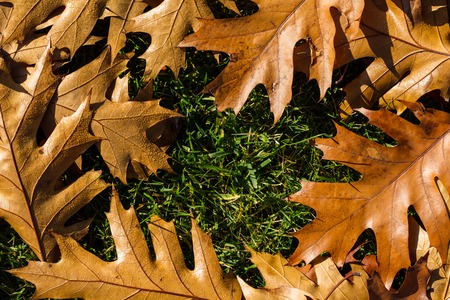 Autumn yellow leafs and green grass like frame for designの写真素材