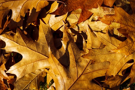 Autumn yellow leafs and green grass like frame for designの写真素材