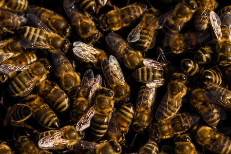 Bees in beehive, beekeeping farm producing natural herbal honey
