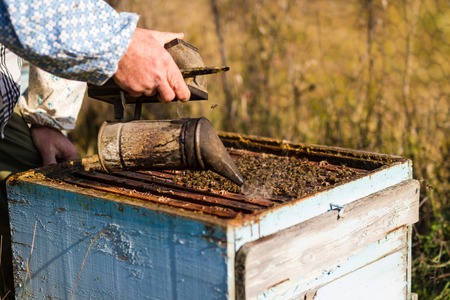 Beekeeper working on beehives with honeycomb with bees in hands, producing herbal honey