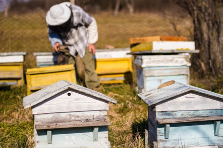 Beekeeper working on beehives with honeycomb with bees in hands, producing herbal honeyの写真素材