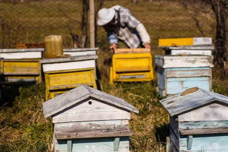 Beekeeper working on beehives with honeycomb with bees in hands, producing herbal honey