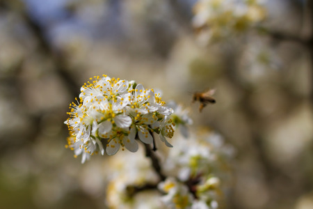 Blooming fruit trees with blossom and bees gathering pollen and honey in spring gardenの写真素材