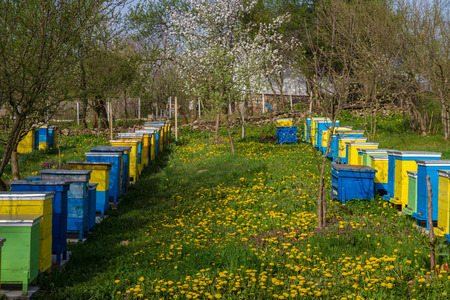Bee hives on spring garden with blooming fruit trees with blossom and flowersの写真素材