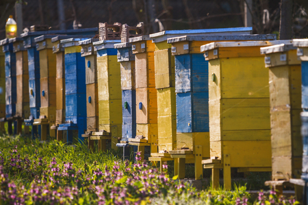 Bee hives on spring garden with blooming fruit trees with blossom and flowersの写真素材