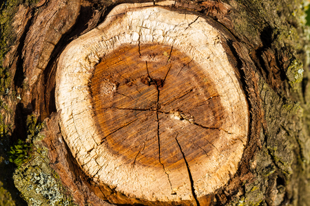 Wooden background. Cross cut of a tree trunk. Close upの写真素材