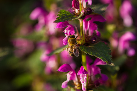 Spring blossom, fresh pink flowers on the branch of fruit tree with beeの写真素材
