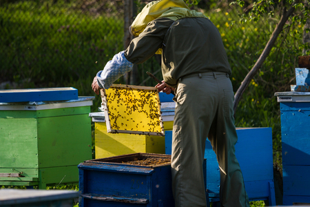 Beekeeper working on bee hive with honeycomb with beesの写真素材