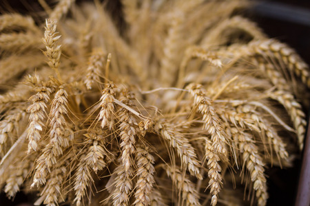 Wheat field ready for harvestの写真素材