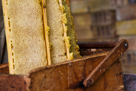 Beekeeper working with old basket and honeycomb with honeyの写真素材