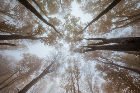 Mist in the forest and the road across the trees and forestの写真素材