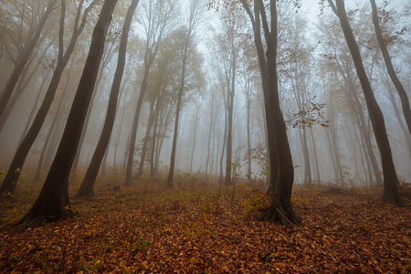Mist in the forest and the road across the trees and forestの写真素材