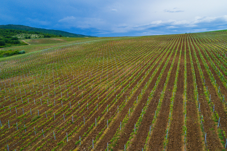 Picture with drone above of red wine grape vineyardの写真素材