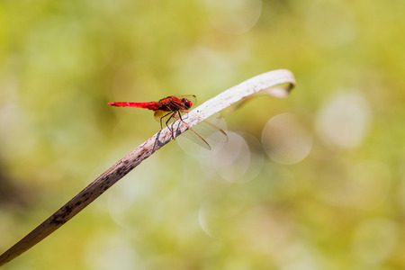 Beautiful red dragon fly in the nature habitat. Nice insect at summer day in the nature.の写真素材