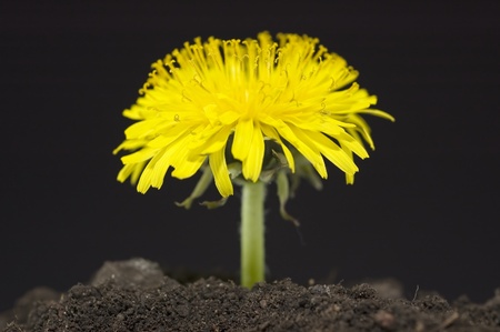 Yellow Dandelion isolated on blackの写真素材
