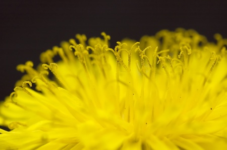 Close-up of yellow flower, focus is on the stamens.
