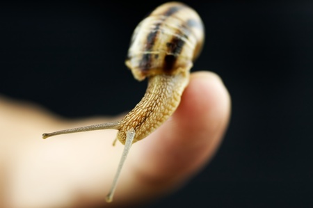 Snail trying to escape from the Human
fingerの写真素材