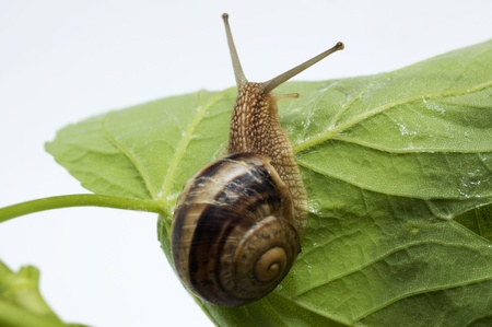 Brown snail on a green leaf.の写真素材