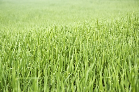 Beautiful green wheat fieldの写真素材
