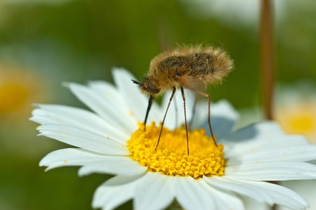 Strange and cute bug on chamomileの写真素材