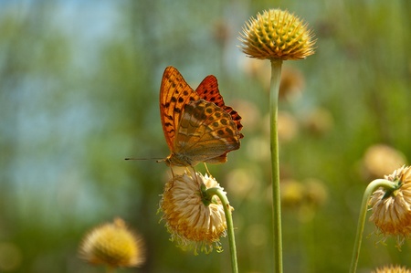 Red butterfly on flowerの写真素材
