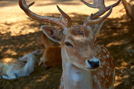 Young deer with his family resting behindの写真素材