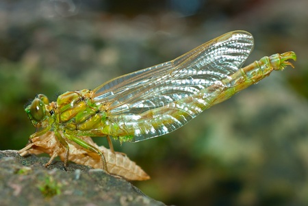 Dragonfly during a its lunchtimeの写真素材