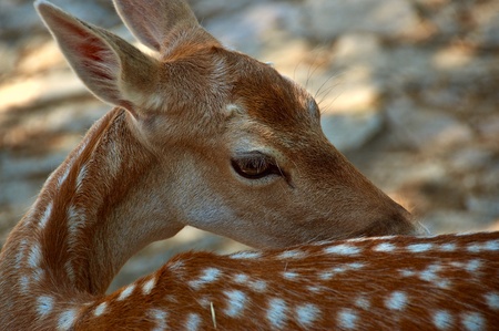 Young cute fawn with white spotesの写真素材