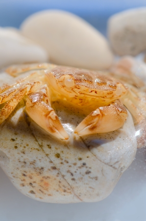 Sea crab resting on the rocksの写真素材