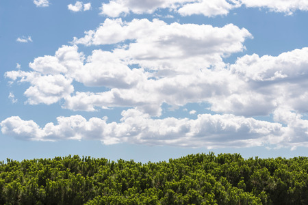 tops of pine under a sky with cloudsの写真素材