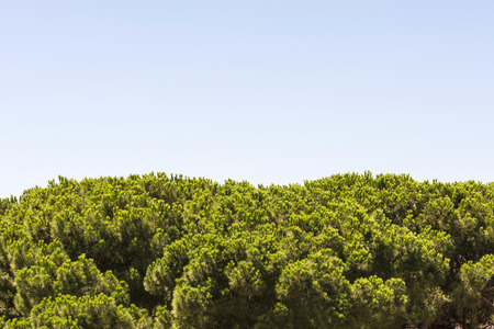 tops of pine under the skyの写真素材