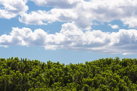 tops of pine under a sky with cloudsの写真素材