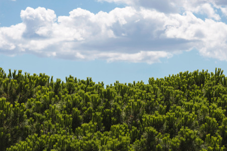 tops of pine under a sky with cloudsの写真素材