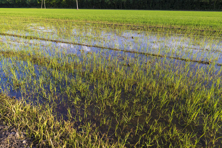 rice field in Girona, Catalonia, Spain during the summerの写真素材