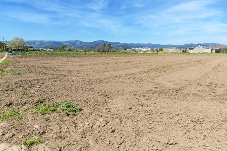Newly planted field in a town near Barcelona, Catalonia, Spainの写真素材