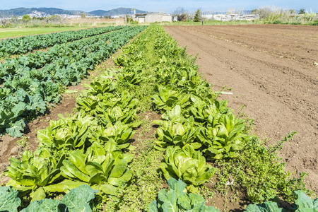 Planting lettuce and cabbage in a town near Barcelona, Catalonia, Spainの写真素材