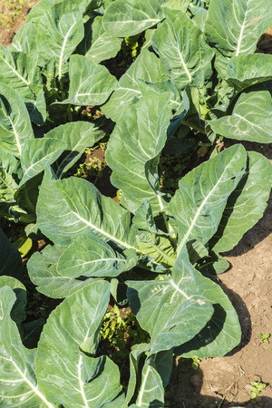 Cultivated field of cabbages in a town near Barcelona, Catalonia, Spainの写真素材