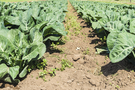 Planting cabbage in a town near Barcelona, Catalonia, Spainの写真素材