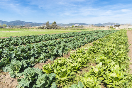 Planting lettuce and cabbage in a town near Barcelona, Catalonia, Spainの写真素材