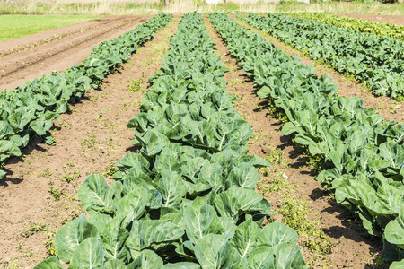 Planting lettuce and cabbage in a town near Barcelona, Catalonia, Spainの写真素材