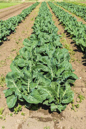 Planting lettuce and cabbage in a town near Barcelona, Catalonia, Spainの写真素材