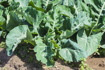 Cultivated field of cabbages in a town near Barcelona, Catalonia, Spainの写真素材