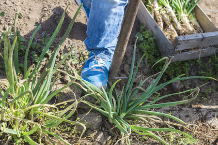 Young boy collecting onions in a town near Barcelona, Catalonia, Spainの写真素材