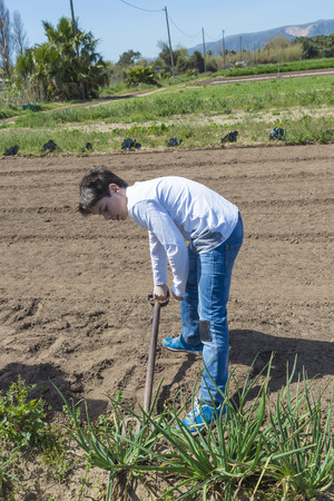 Young boy collecting onions in a town near Barcelona, Catalonia, Spainの写真素材