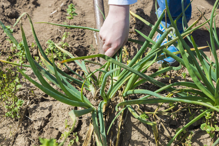Young boy collecting onions in a town near Barcelona, Catalonia, Spainの写真素材