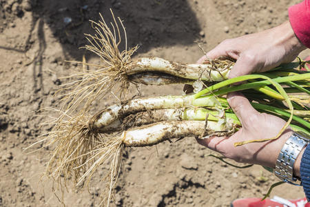 Man collecting onions in a town near Barcelona, Catalonia, Spainの写真素材